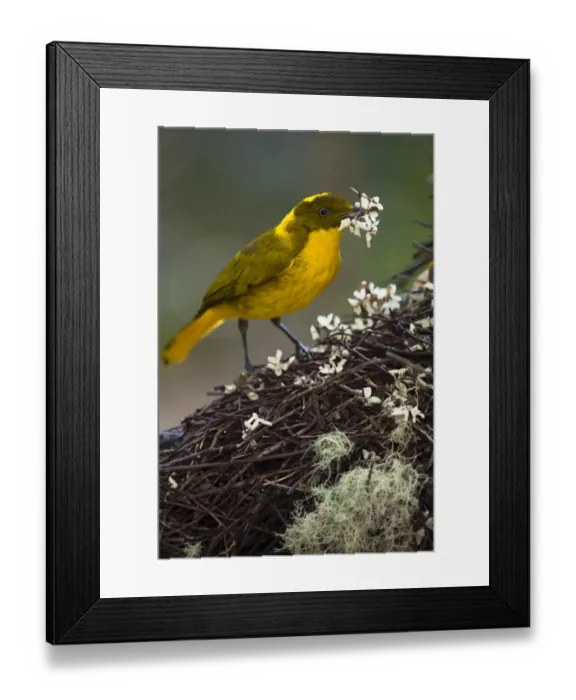 Framed Print : Golden Bowerbird (Prionodura newtoniana), placing flowers on bower, Ravenshoe Framed Print : Golden Bowerbird (Prionodura newtoniana), placing flowers on bower, Ravenshoe
