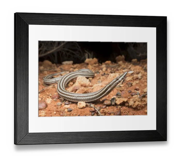 Framed Print : Burtons legless lizard (Lialis burtonis), near Yulara, Northern Territory, Australia Framed Print : Burtons legless lizard (Lialis burtonis), near Yulara, Northern Territory, Australia