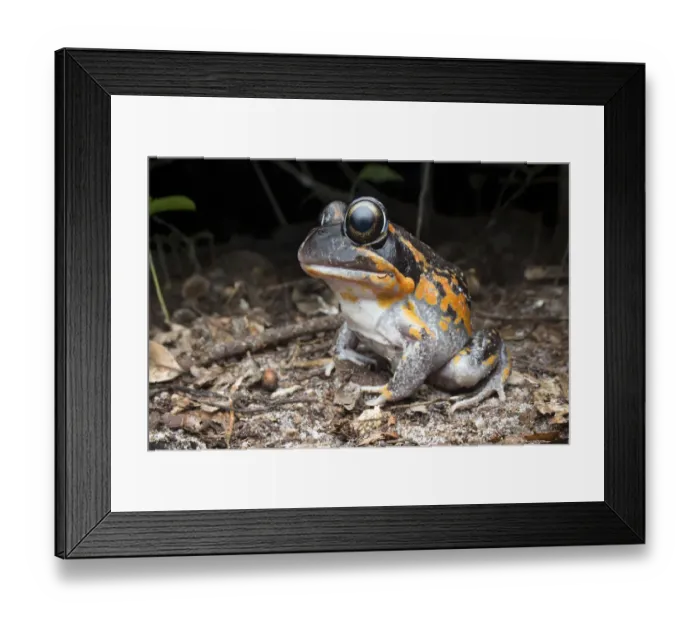 Framed Print : Northern banjo frog (Limnodynastes terraereginae), northern heathlands Framed Print : Northern banjo frog (Limnodynastes terraereginae), northern heathlands