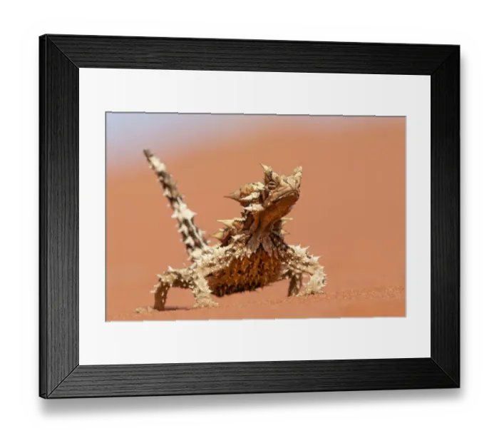 Framed Print : Thorny devil (Moloch horridus) walking over sand dune, Yulara, Northern Territory Framed Print : Thorny devil (Moloch horridus) walking over sand dune, Yulara, Northern Territory