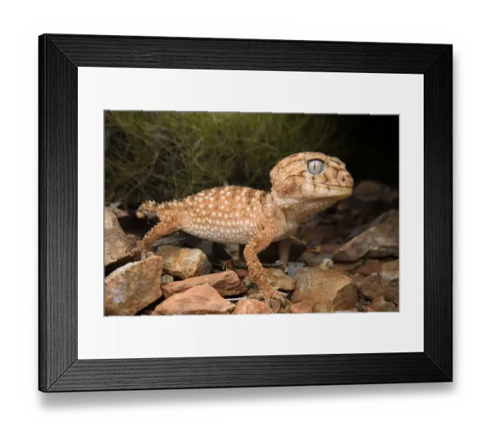 Framed Print : Centralian knob-tailed gecko (Nephrurus amyae), large adult, near Alice Springs, November Framed Print : Centralian knob-tailed gecko (Nephrurus amyae), large adult, near Alice Springs, November
