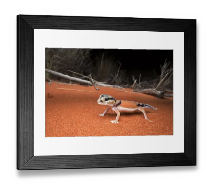 Framed Print : Pale knob-tailed gecko (Nephrurus laevissimus), Mt. Connor area, Northern Territory Framed Print : Pale knob-tailed gecko (Nephrurus laevissimus), Mt. Connor area, Northern Territory