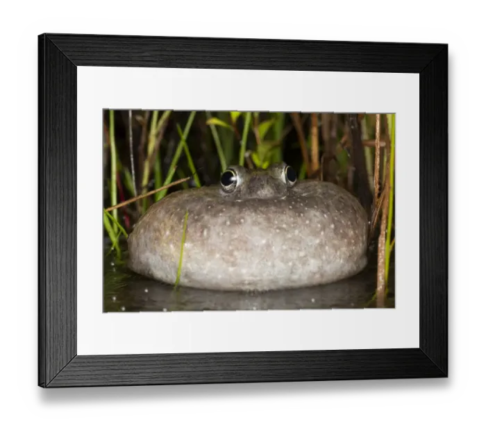 Framed Print : Northern spadefoot (Notaden melanoscaphus) adult male with vocal sac inflated, calling Framed Print : Northern spadefoot (Notaden melanoscaphus) adult male with vocal sac inflated, calling