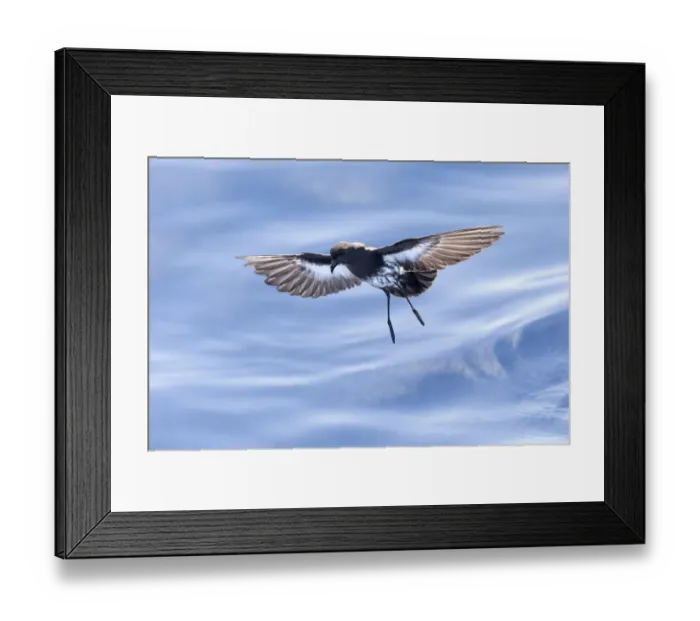 Framed Print : New Zealand Storm-Petrel (Fregatta maoriana), Hauraki Gulf, January Framed Print : New Zealand Storm-Petrel (Fregatta maoriana), Hauraki Gulf, January