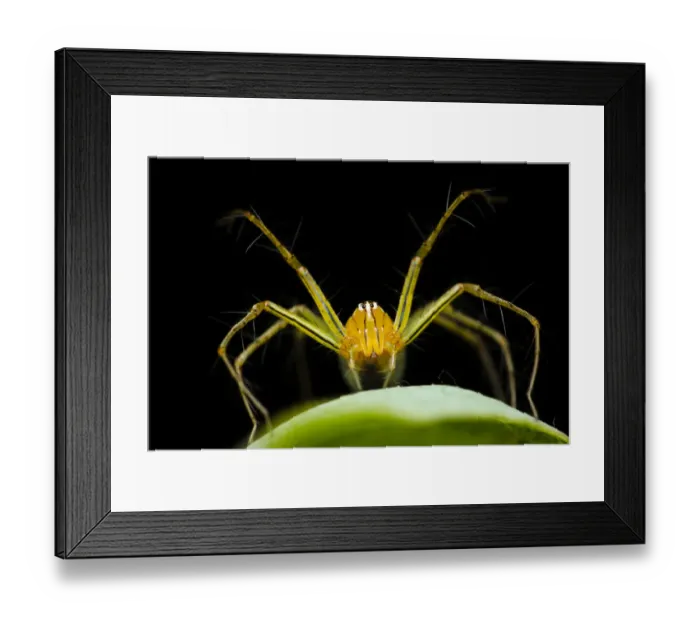 Framed Print : Papuan lynx spider (Oxyopes papuanus), Adelaide River, Northern Territory, Australia Framed Print : Papuan lynx spider (Oxyopes papuanus), Adelaide River, Northern Territory, Australia