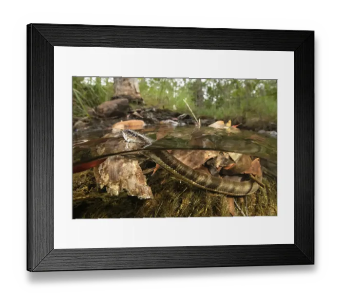 Framed Print : Macleays water snake (Pseudoferania polylepis) surfacing for air in a shallow creek