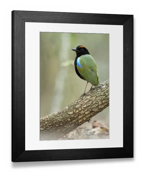 Framed Print : Rainbow pitta (Pitta iris), paused whilst foraging, Adelaide River, Northern Territory Framed Print : Rainbow pitta (Pitta iris), paused whilst foraging, Adelaide River, Northern Territory