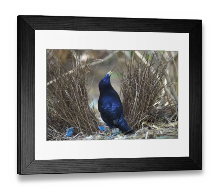 Framed Print : Satin bowerbird (Ptilonorhynchus violaceus), maintaining his bower, Ravenshow Framed Print : Satin bowerbird (Ptilonorhynchus violaceus), maintaining his bower, Ravenshow