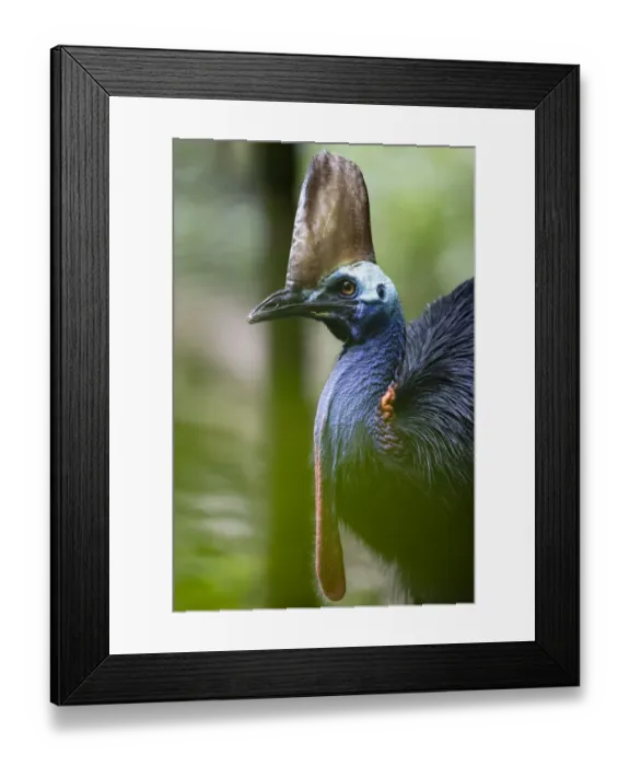 Framed Print : Southern cassowary (Casuarius casuarius), female, walking through rainforest Framed Print : Southern cassowary (Casuarius casuarius), female, walking through rainforest