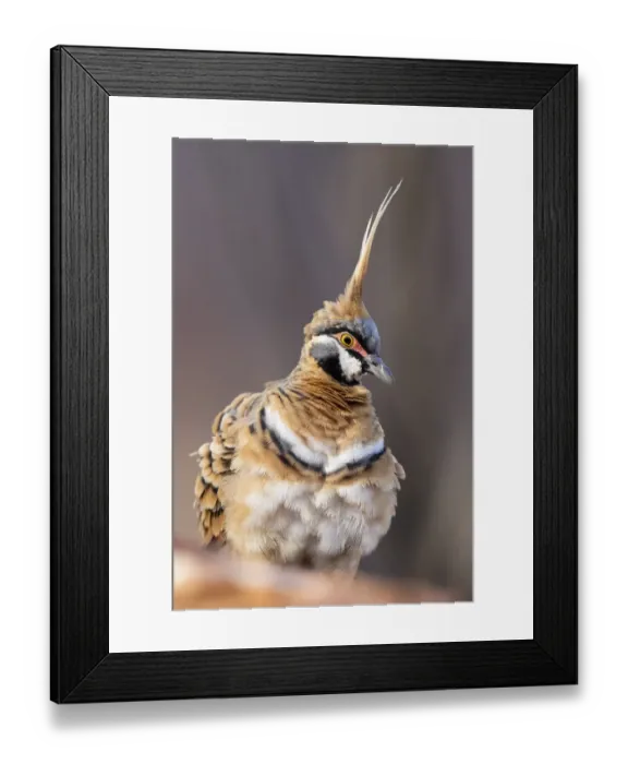 Framed Print : Spinifex pigeon (Geophaps plumifera), Alice Springs, Northern Territory, Australia Framed Print : Spinifex pigeon (Geophaps plumifera), Alice Springs, Northern Territory, Australia