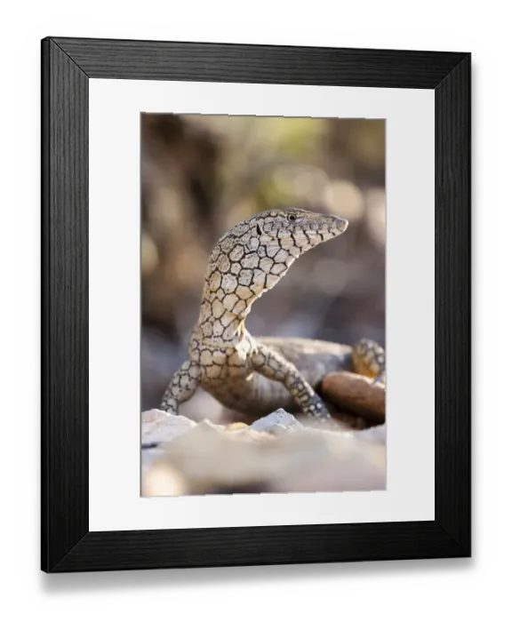 Framed Print : Perentie (Varanus giganteus) basking in a dry creek bed, Alice Springs, October Framed Print : Perentie (Varanus giganteus) basking in a dry creek bed, Alice Springs, October