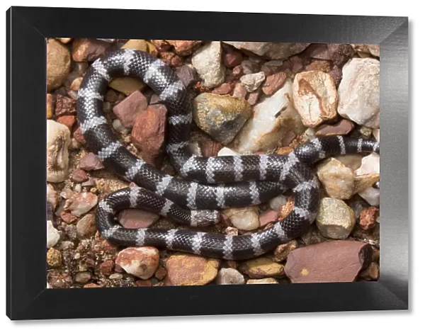 Intermediate bandy-bandy snake (Vermicella intermedia), Adelaide River