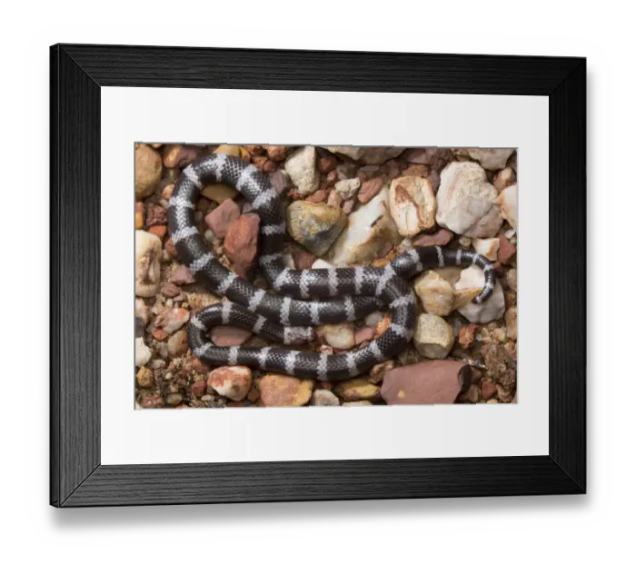 Framed Print : Intermediate bandy-bandy snake (Vermicella intermedia), Adelaide River Framed Print : Intermediate bandy-bandy snake (Vermicella intermedia), Adelaide River