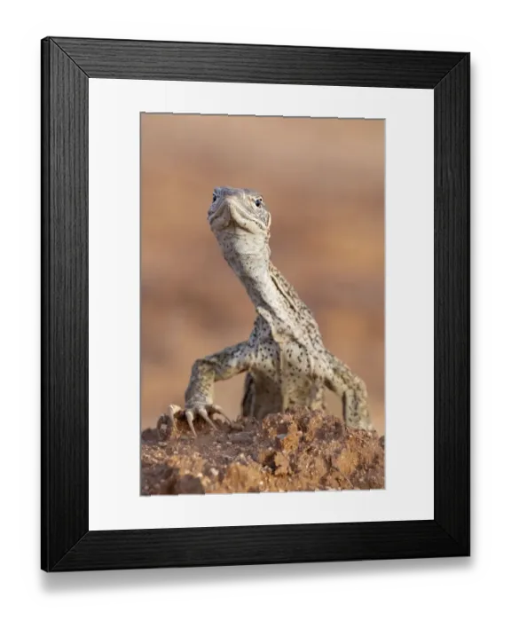 Framed Print : Sand monitor (Varanus gouldii) near Alice Springs, Northern Territory, Australia, January Framed Print : Sand monitor (Varanus gouldii) near Alice Springs, Northern Territory, Australia, January