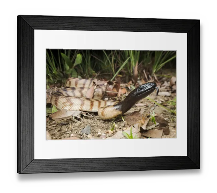 Framed Print : Black-headed python (Aspidites melanocephalus), Batchelor, Northern Territory, Australia Framed Print : Black-headed python (Aspidites melanocephalus), Batchelor, Northern Territory, Australia