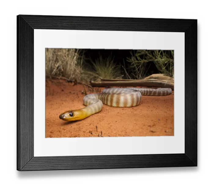 Framed Print : Woma (Aspidites ramsayi), Tanami Desert, Northern Territory, Australia, November Framed Print : Woma (Aspidites ramsayi), Tanami Desert, Northern Territory, Australia, November