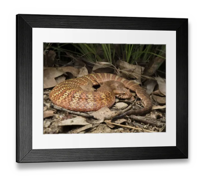 Framed Print : Rough-scaled death adder (Acanthophis rugosus), slightly inflated to show bright