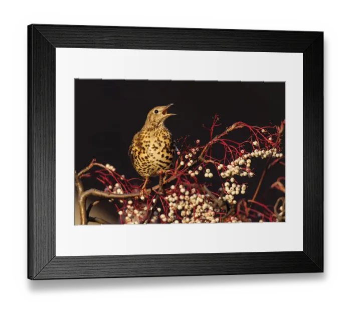 Framed Print : Mistle thrush (Turdus viscivorus) calling perched on rowan tree. London, UK. December Framed Print : Mistle thrush (Turdus viscivorus) calling perched on rowan tree. London, UK. December
