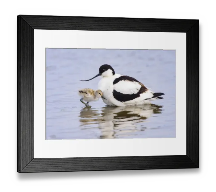 Framed Print : Pied avocet (Recurvirostra avosetta) adult parent and chick together. Suffolk, UK. June Framed Print : Pied avocet (Recurvirostra avosetta) adult parent and chick together. Suffolk, UK. June