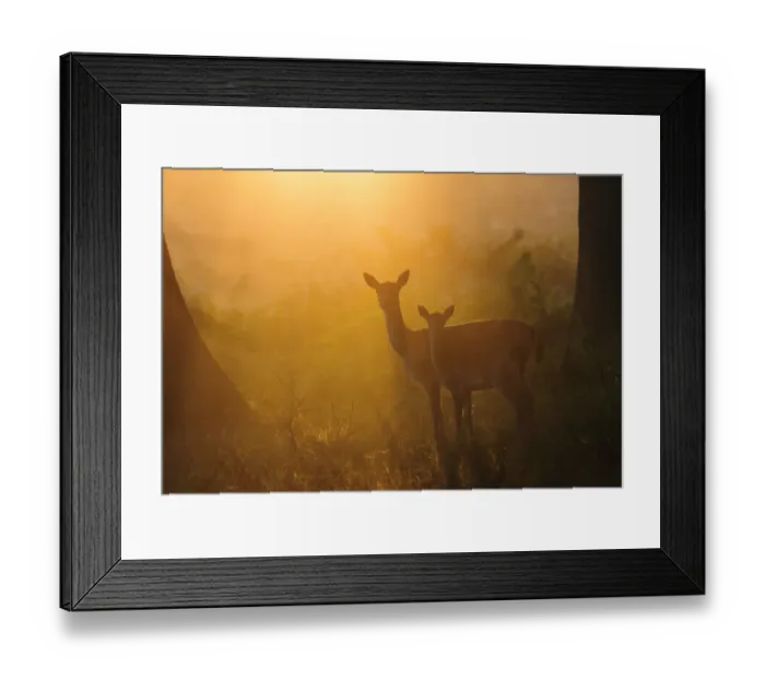 Framed Print : Fallow deer (Dama dama) hind and fawn in early morning mist. London, UK. September Framed Print : Fallow deer (Dama dama) hind and fawn in early morning mist. London, UK. September