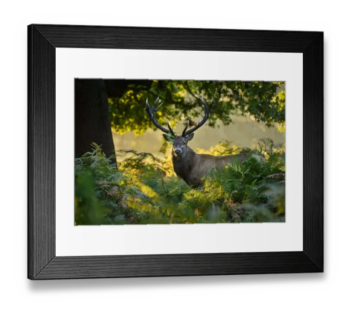 Framed Print : Red deer (Cervus elaphus) stag standing in bracken. London, UK. September Framed Print : Red deer (Cervus elaphus) stag standing in bracken. London, UK. September