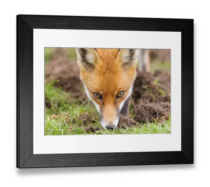 Framed Print : Red fox (Vulpes vulpes) sniffing the grass. London, UK. October