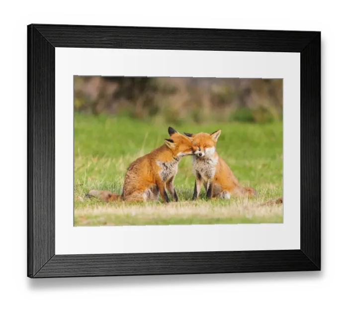 Framed Print : Red fox (Vulpes vulpes) pair nuzzling. London, UK. February Framed Print : Red fox (Vulpes vulpes) pair nuzzling. London, UK. February