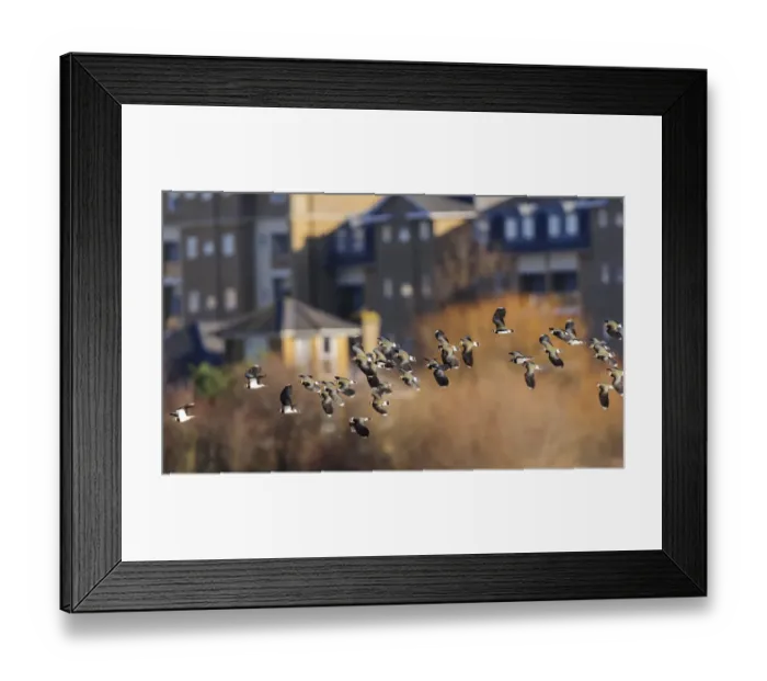 Framed Print : Northern lapwing (Vanellus vanellus) flock flying past houses of west London. London, UK Framed Print : Northern lapwing (Vanellus vanellus) flock flying past houses of west London. London, UK