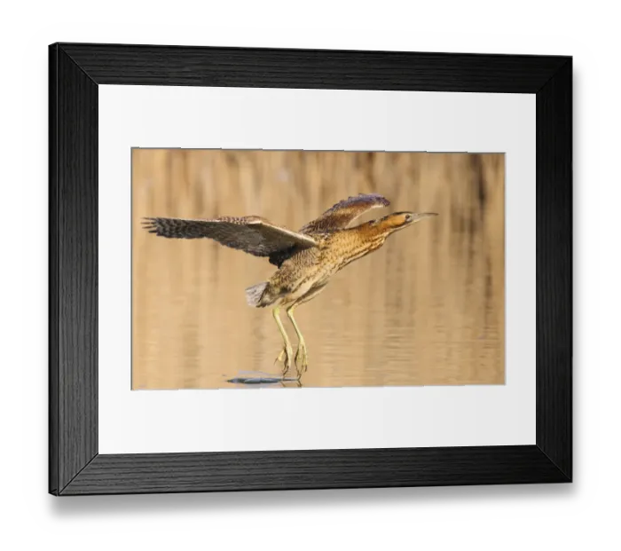 Framed Print : Great bittern (Botaurus stellaris) in flight over water with feet dragging through it Framed Print : Great bittern (Botaurus stellaris) in flight over water with feet dragging through it