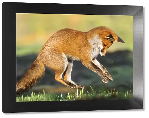 Red fox (Vulpes vulpes) pouncing on prey. London, UK. November