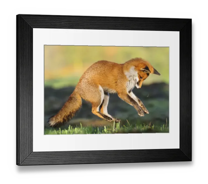 Framed Print : Red fox (Vulpes vulpes) pouncing on prey. London, UK. November