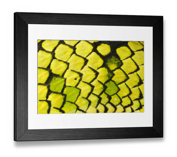 Framed Print : Sumatran pitviper (Trimeresurus sumatranus), detail of scales Framed Print : Sumatran pitviper (Trimeresurus sumatranus), detail of scales