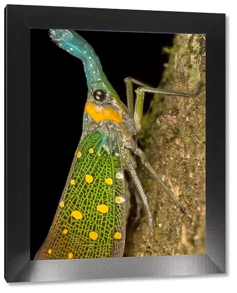 Lantern bug (Pyrops whiteheadi), Danum Valley, Sabah, Borneo
