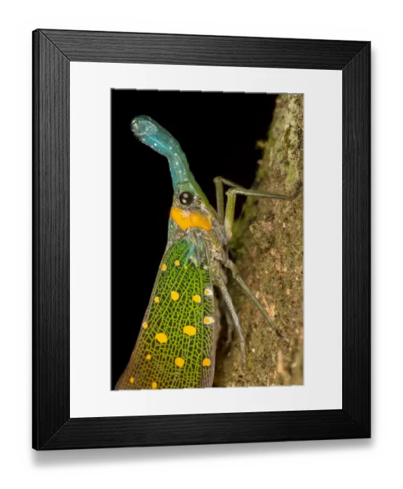 Framed Print : Lantern bug (Pyrops whiteheadi), Danum Valley, Sabah, Borneo Framed Print : Lantern bug (Pyrops whiteheadi), Danum Valley, Sabah, Borneo