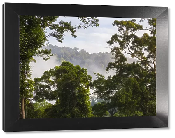 Lowland dipterocarp rainforest at dawn, Danum Valley, Sabah, Borneo