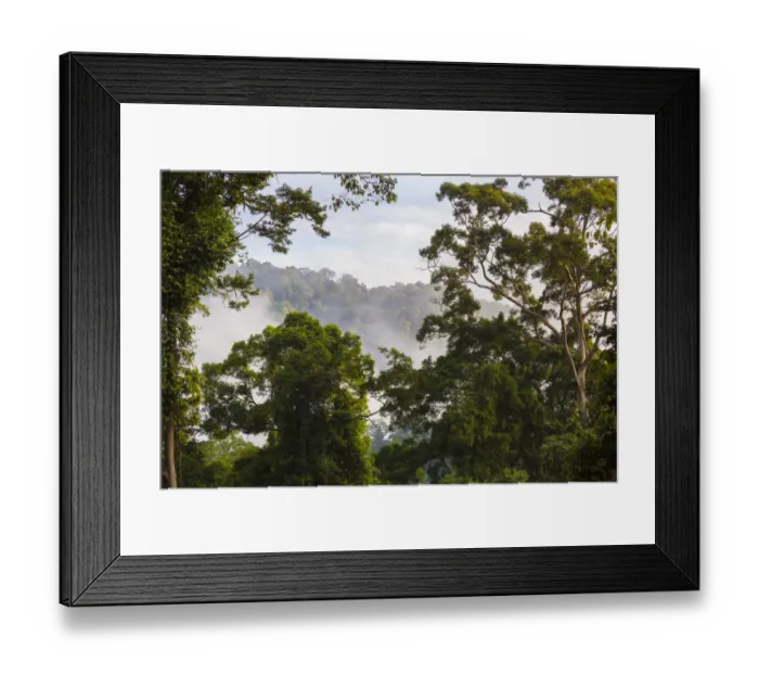 Framed Print : Lowland dipterocarp rainforest at dawn, Danum Valley, Sabah, Borneo Framed Print : Lowland dipterocarp rainforest at dawn, Danum Valley, Sabah, Borneo
