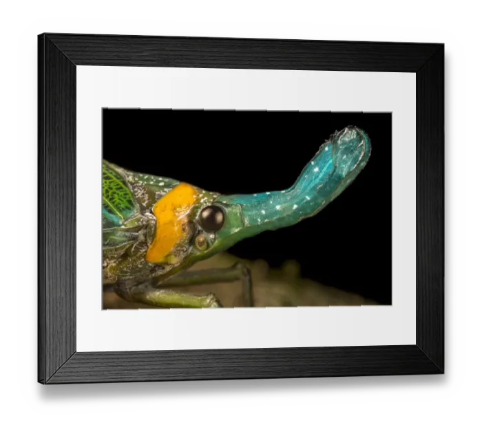 Framed Print : Lantern bug (Pyrops whiteheadi), detail of head. Danum Valley, Sabah, Borneo Framed Print : Lantern bug (Pyrops whiteheadi), detail of head. Danum Valley, Sabah, Borneo
