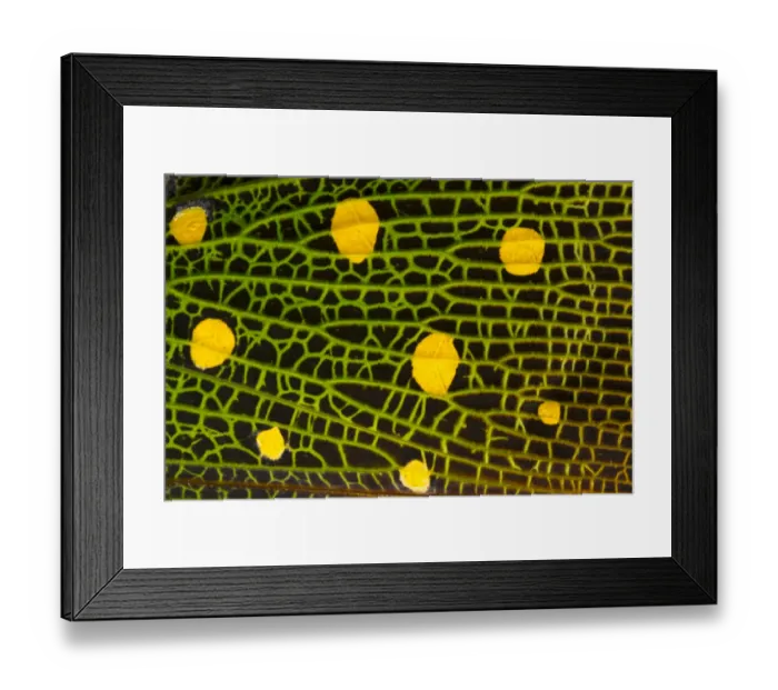 Framed Print : Lantern bug (Pyrops whiteheadi), detail of wing. Danum Valley, Sabah, Borneo Framed Print : Lantern bug (Pyrops whiteheadi), detail of wing. Danum Valley, Sabah, Borneo