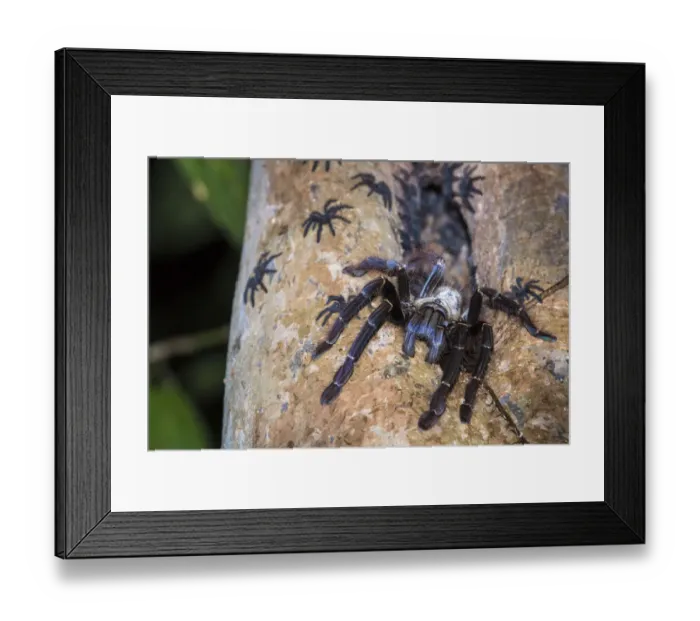 Framed Print : Arboreal tarantula (Lampropelma sp. ) female guarding spiderlings at entrance to hollow Framed Print : Arboreal tarantula (Lampropelma sp. ) female guarding spiderlings at entrance to hollow