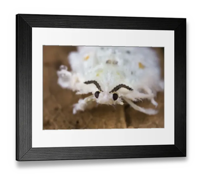 Framed Print : Flatid planthopper nymph (Flatidae), Danum Valley, Sabah, Borneo
