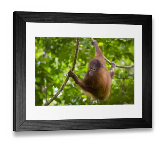 Framed Print : Bornean Orang-utan juvenile (Pongo pygmaeus wurmbii), Danum Valley, Sabah, Borneo Framed Print : Bornean Orang-utan juvenile (Pongo pygmaeus wurmbii), Danum Valley, Sabah, Borneo