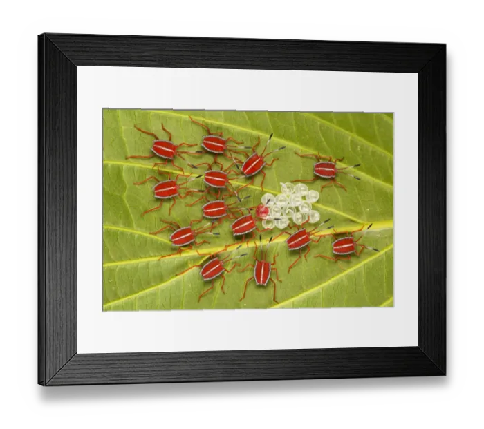 Framed Print : Safety in Numbers - Giant Shield bug nymphs (Pycanum sp Framed Print : Safety in Numbers - Giant Shield bug nymphs (Pycanum sp
