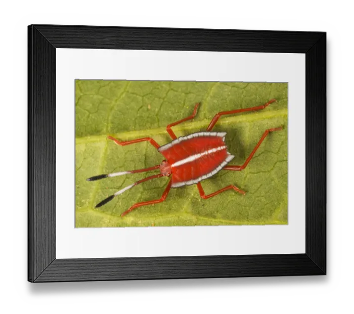 Framed Print : Giant shield bug nymphs (Pycanum sp. ), recently hatched from eggs Framed Print : Giant shield bug nymphs (Pycanum sp. ), recently hatched from eggs