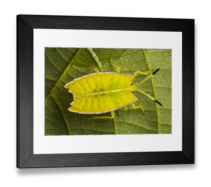 Framed Print : Giant shield bug nymphs (Pycanum sp. ), Danum Valley, Sabah, Borneo