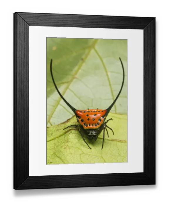 Framed Print : Longhorn orb web spider (Macracantha arcuata), Danum Valley, Sabah, Borneo Framed Print : Longhorn orb web spider (Macracantha arcuata), Danum Valley, Sabah, Borneo