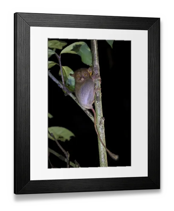 Framed Print : Western / Horsfields tarsier (Tarsius bancanus) hunting invertebrate prey in Framed Print : Western / Horsfields tarsier (Tarsius bancanus) hunting invertebrate prey in