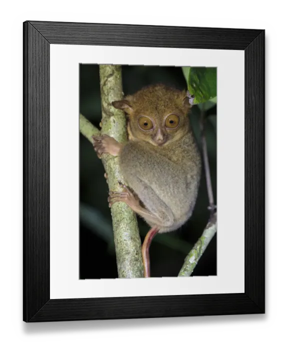 Framed Print : Western / Horsfields tarsier (Tarsius bancanus) hunting invertebrate prey in Framed Print : Western / Horsfields tarsier (Tarsius bancanus) hunting invertebrate prey in