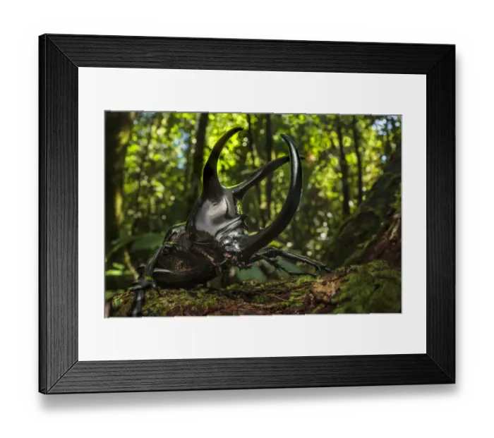Framed Print : Atlas beetle / Three-horned rhinoceros beetle male (Chalcosoma sp Framed Print : Atlas beetle / Three-horned rhinoceros beetle male (Chalcosoma sp