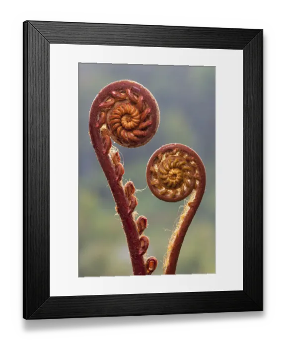 Framed Print : Fern fronds (species unknown) in mid-altitude montane forest in the heart of Maliau Basin Framed Print : Fern fronds (species unknown) in mid-altitude montane forest in the heart of Maliau Basin