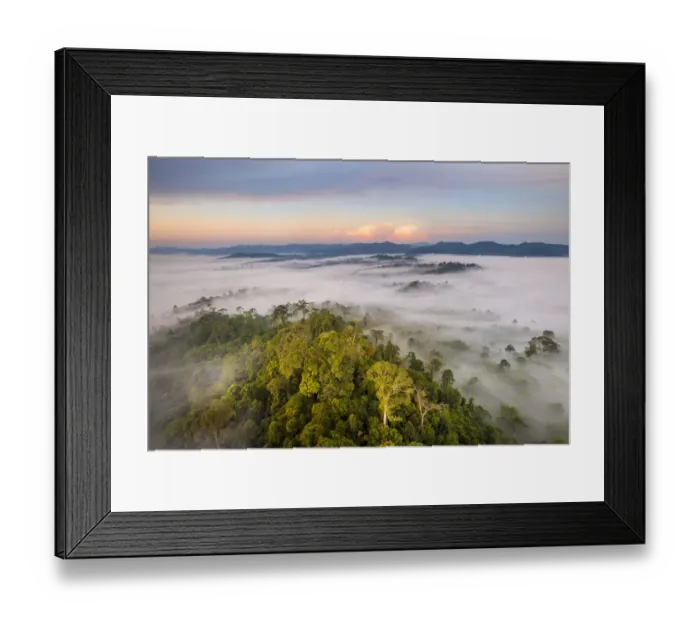 Framed Print : Lowland dipterocarp rainforest, with huge Tualang (Tapang Framed Print : Lowland dipterocarp rainforest, with huge Tualang (Tapang